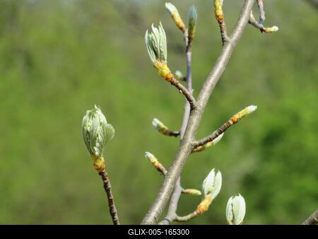 Budding in Nagykovácsi Forest-stock-foto