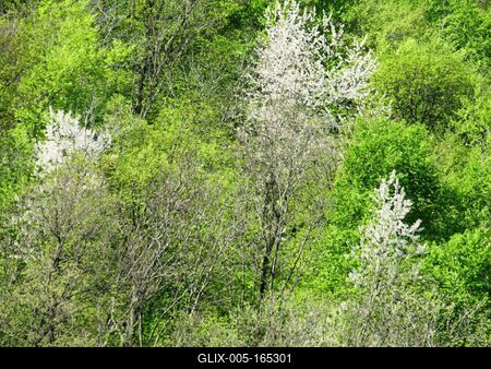 Spring in Nagykovácsi Forest - Nature-stock-foto