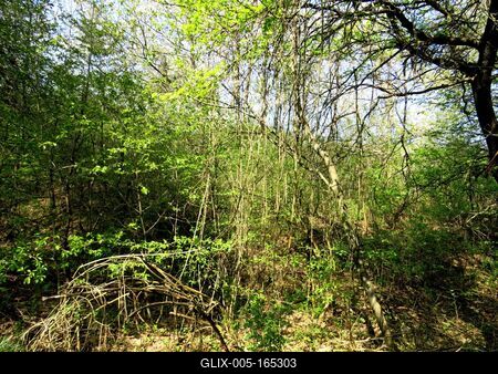 Vines in Nagykovácsi Forest - Nature-stock-foto
