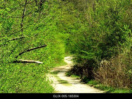 Spring in Nagykovácsi Forest - Nature-stock-foto
