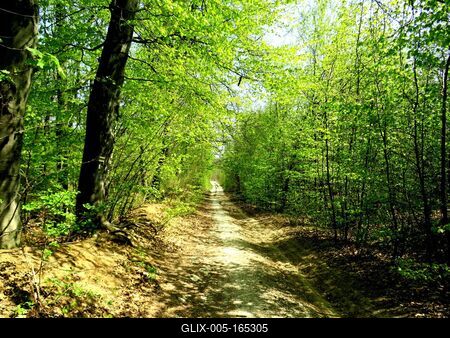 Spring in Nagykovácsi Forest - Nature-stock-foto