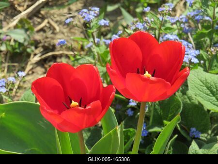 Red tulips - Flowers-stock-foto