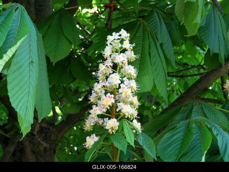 Horse chesnut flower - Nature-stock-foto