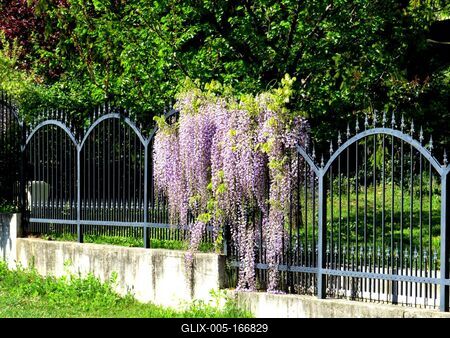 Nature - Acacia flower-stock-foto