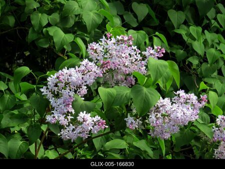 Purple lilac - Nature-stock-foto
