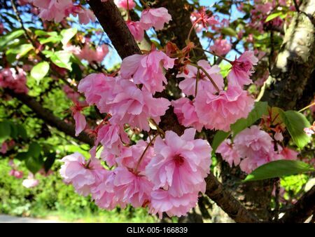 Blooming prunus triloba tree - Nature-stock-foto