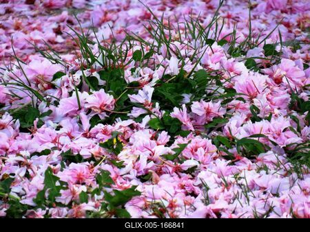 Flower carpoet - Nature-stock-foto