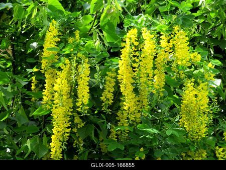 Yellow acacia - Nature-stock-foto