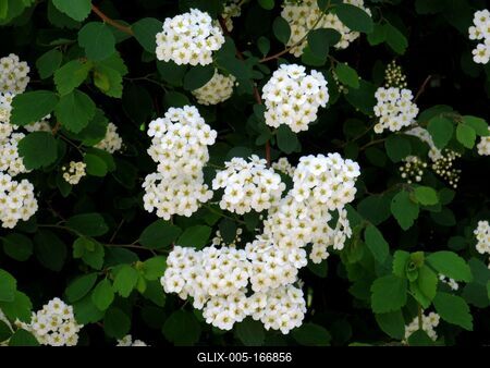 Pearl shoot flower - Nature-stock-foto