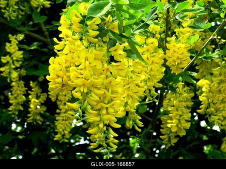 Yellow acacia - Nature-stock-foto