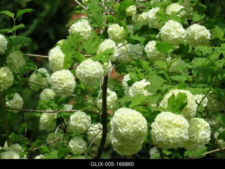Ball rose - Viburnum - Nature-stock-foto