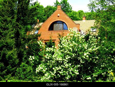 Ball rose - Nature - Viburnum-stock-foto