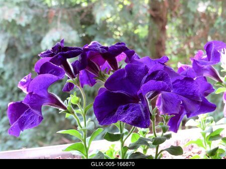 Purple petunia - Nature-stock-foto