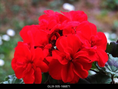 Red geranium.- Flower-stock-foto