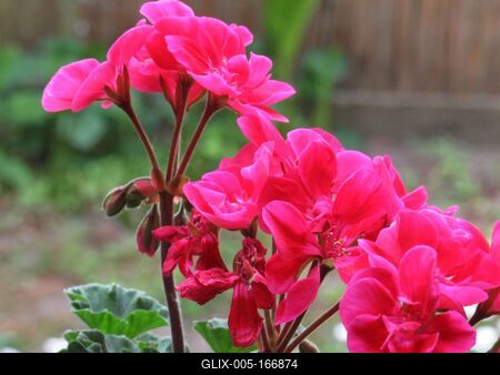 Purple geranium. - Flower-stock-foto
