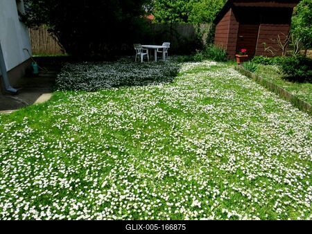 Garden with daisy flower mat.-Nature-stock-foto