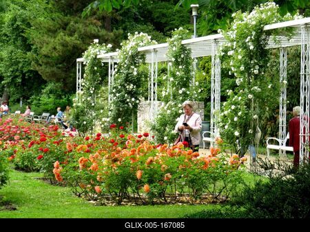 Margaret Island rose garden - Budapest-stock-foto