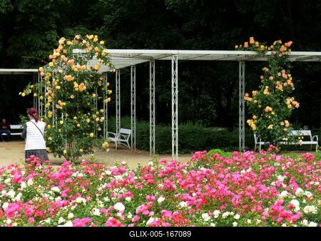Margaret Island Rose Garden-stock-foto