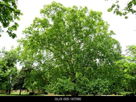 Nature wonder - Ancient Sycamore - Margaret Island-stock-foto