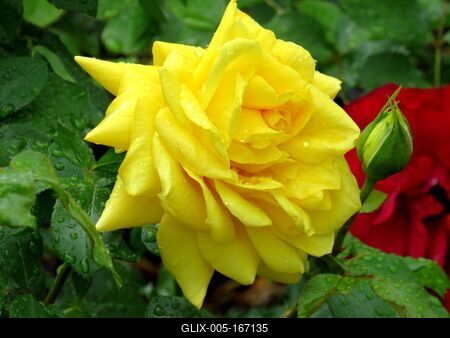 Yellow Rose - Nature-stock-foto