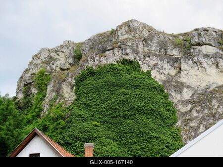 Nature - Ivy - Veszprém - Benedek Mountain-stock-foto