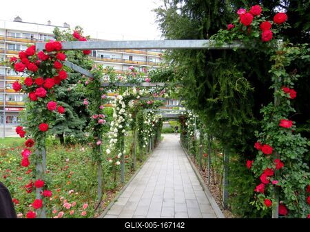 Rose peergola - Veszprém-stock-foto