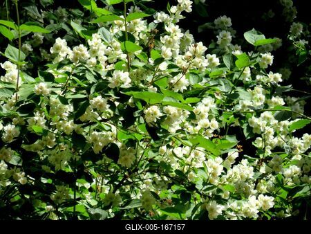 Jasmine - Flower - Nature-stock-foto