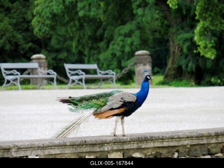 Peacopck - Austria - Nature-stock-foto