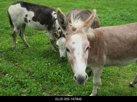Donkeys - Nature - Austria-stock-foto