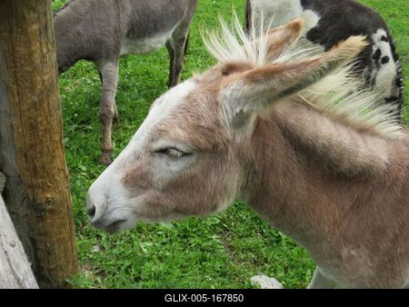 Donkey - Austria - Nature-stock-foto