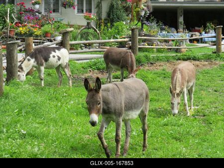 Donkeys - Nature - Austria-stock-foto