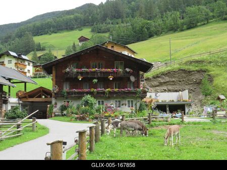 Donkeys - Nature - Austria-stock-foto