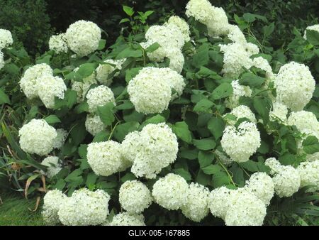 Ball roses - Nature - Graz-stock-foto