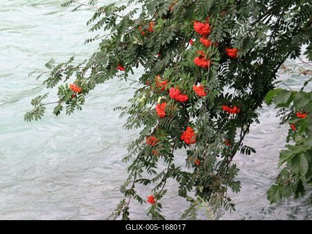 Flowering tree branch leading into Insel river - Austria-stock-foto