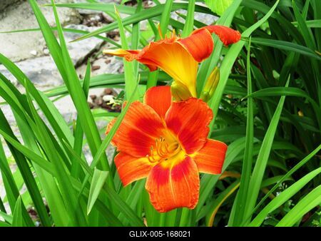 Fire lily - Lienz - Flower - Austria-stock-foto