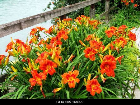Fire lilys - Lienz - Austria-stock-foto