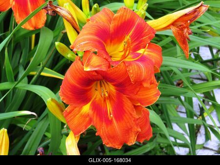 Fire lily - Lienz - Austria-stock-foto
