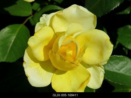 Yellow rose - Budapest - Natgure-stock-foto