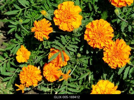 Tagetes flower - BUdapest - Nature-stock-foto