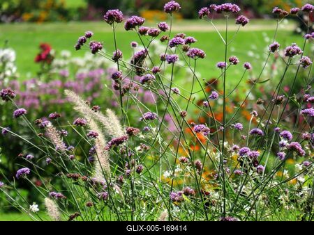 Flowers in Margaret Island - BUdapest-stock-foto