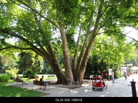 Six branched Sycamore tree - Budapest - Nature-stock-foto