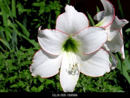 Amaryllis - Flower - Nature-stock-foto