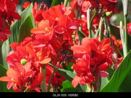 Cnna flowers - Nature - Budapest-stock-foto