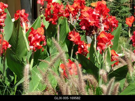 Canna flowers - Budapest - Nature-stock-foto