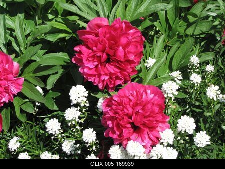 Hollókõ, 2016. május 16.Pünkösdi rózsa Pünkösd hétfõn a hollókõi ófalu egyik udvarában.-stock-foto