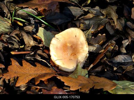 Forest mushroom - Colors of Nature - Autumn-stock-foto