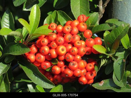 Colors of Nature - Autumn leaning into Winter-stock-foto