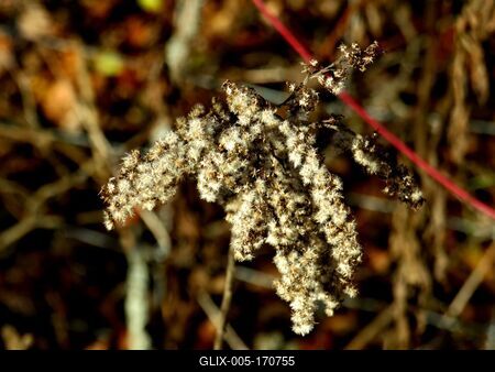 Colors of Nature - Autumn leaning into Winter-stock-foto