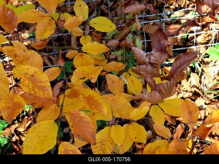 Colors of Nature - Autumn leaning into Winter-stock-foto