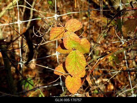 Colors of Nature - Autumn leaning into Winter-stock-foto